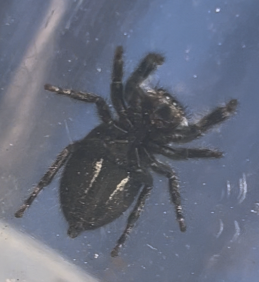 a picture of a bold jumping spiders underside